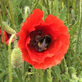 red flower photo with bumble bee