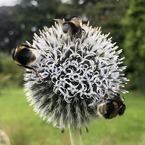 flower photo with 3 bees