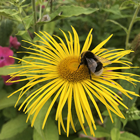 yellow flower photo with bumble bee