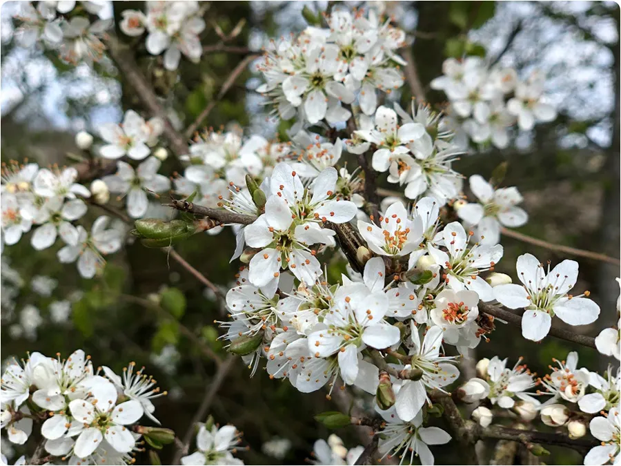 Garden maintained by Catherine Wilburn, Whitchurch