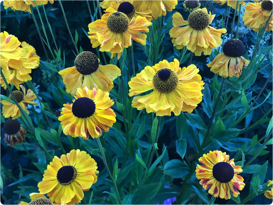 Garden maintained by Catherine Wilburn, Whitchurch