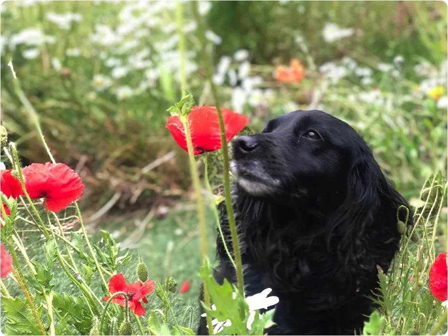 Garden maintained by Catherine Wilburn, Whitchurch
